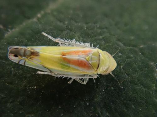 Zyginella pulchra